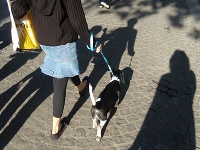 Lupinhe the Basschshund berjalan dengan seseorang di kaki lima batu