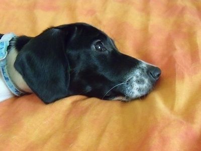 Tutup Up - Lupinhe wajah Basschshund