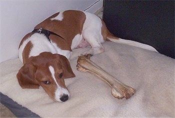 Bubba the Basschshund berbaring di atas katil anjing dengan tulang di hadapannya