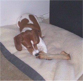 Bubba the Basschshund berbaring dengan tulang anjing di atas cakarnya