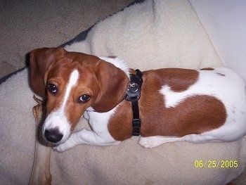 Bubba the Basset Hound yang memakai abah-abah meletakkan selimut dengan tulang anjing di hadapannya