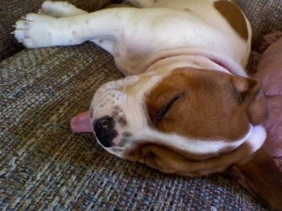 Od blizu - psiček Beabull spi na kavču z iztegnjenim jezikom