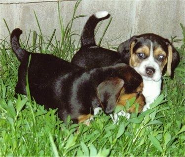 Pukulan kepala pandangan depan seekor anjing Beagle berwarna tiga warna, hitam dan putih dengan hidung hitam dan mata coklat berbentuk badam. Anjing itu