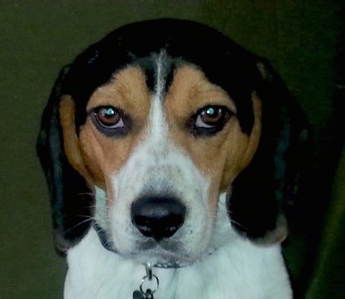 Seekor anjing Beagle yang berwarna tiga, putih, hitam dan cokelat menarik tali leher sambil berdiri di atas konkrit dengan ekornya tergantung ke arah tanah