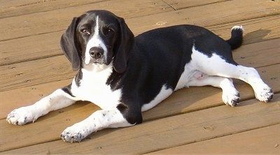 Tutup Up - Leo the Beagle berbaring di luar di rumput dengan seekor anjing lain menginjak kakinya