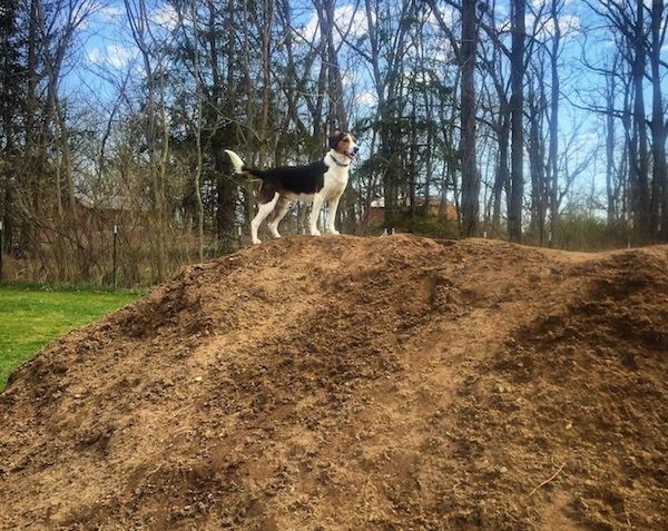 Phía bên phải của chiếc Border Beagle màu đen, trắng và rám nắng đang đứng trên đỉnh một gò đất lớn, đằng sau nó là những cái cây trụi lá.