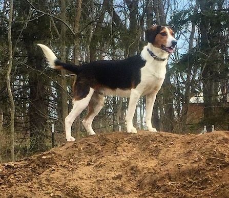 Close-up - O lado direito de um Border Beagle preto, branco e castanho que está parado no topo de um grande monte de terra, sua boca está aberta e ele está olhando para a direita.