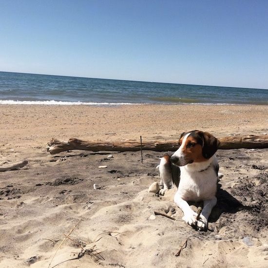 Un Beagle de frontieră negru, alb și cafeniu se așază pe o plajă de nisip, cu unul dintre Marile Lacuri în spate și privește spre stânga.
