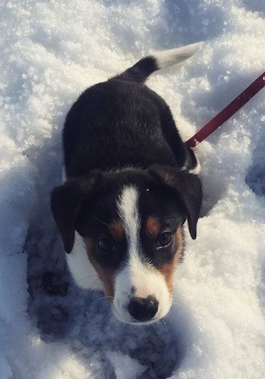 Изглед отгоре на трицветно кученце Border Beagle, което седи на сняг и гледа нагоре.