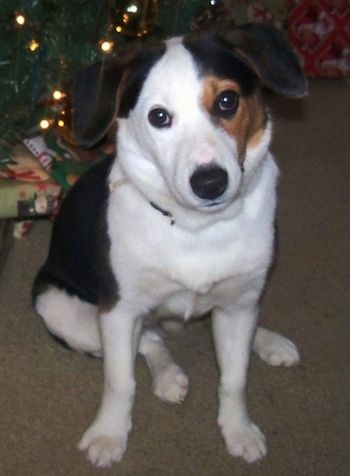 Ein dreifarbiger Border Beagle sitzt auf einem Teppich vor einem Weihnachtsbaum und sein Kopf ist leicht nach links geneigt.