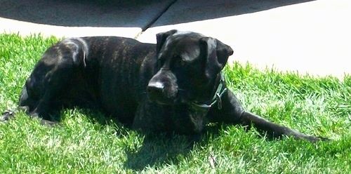 Ein schwarz gestromter Riesen-Meso-Mastiff liegt neben einem Bürgersteig im Gras