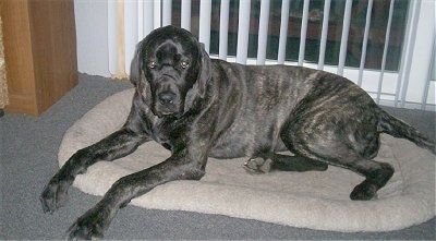 Ein schwarz gestromter Riesen-Maso-Mastiff liegt in einem Hundebett und dahinter befindet sich eine Schiebetür mit hängenden weißen Jalousien