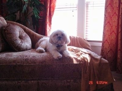 ลูกสุนัข Lhasa Apso สีเทาที่ดูนุ่มนวลและสีขาวกำลังนอนพิงโซฟาสีแทน