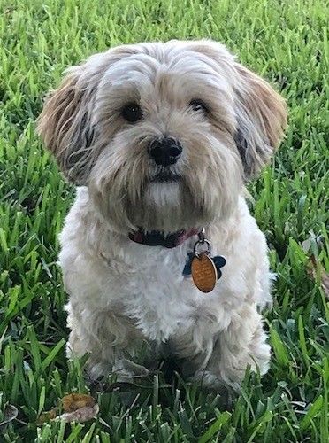 Un gos petit amb un gruixut i llarg abric ondulat amb orelles penjades als costats, ulls oberts i foscos, un nas negre i llavis negres asseguts a l’herba verda