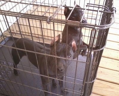 Du juodi „Pocket Pitbull“ šunys yra šunų dėžėje kartu. Viena atsistoja, o kita pašoka viena letena į šoną. Jų abiejų ausys nukirptos iki taško.