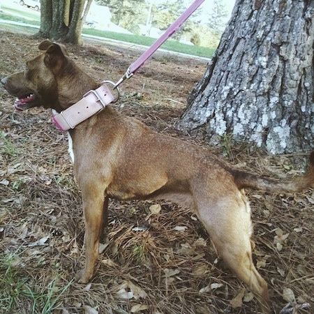 Kairysis profilis - rožinė, trumpaplaukė, ruda su balto „Pocket Pitbull“ šuns kuokštu, dėvi storą rausvą odinę apykaklę, stovinčią miške šalia didelio medžio, kuris laukia.