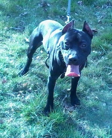Vaizdas iš priekio - dvelkiantis, juodas kišeninis Pitbull šuo žolėje stovi laukdamas. Jis turi nukirstas ausis, kurios atsistoja iki taško, o didelis liežuvis yra išlindęs ir susisukęs gale.