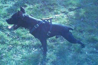 Mustan Pocket Pitbull -koiran sivu, joka seisoo ruoholla katsellen vasemmalle. Sen suu on auki ja kieli ulkona. Siinä on musta hihna ja valjaat, ja koira vetää eteenpäin. Siinä on rajatut korvat.