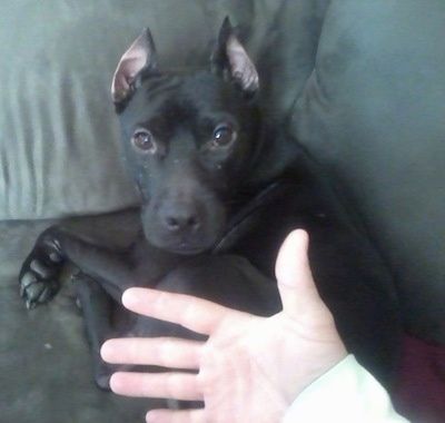 Lähikuva päästä ja ylävartalosta - Musta Pocket Pitbull makaa vihreän sohvan kulmassa ja henkilöllä on takana käsi koiralla
