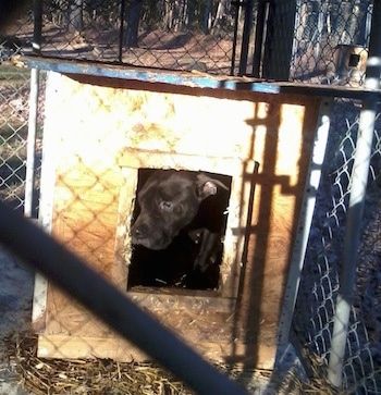 Musta Pocket Pitbull -koira on koirarakennuksen sisällä päätä kurkistaen oviaukkoon.