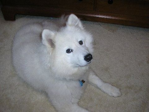 Hodeskudd av en tykt belagt, luftig, liten perk eared hvit hund med svart nese, svarte lepper og svarte øyne som kikker rundt en regnbuestol.