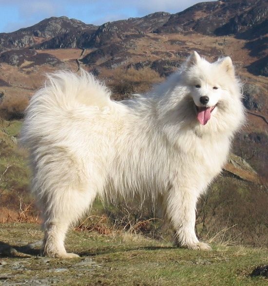 Лева страна пахуљастог белог псића самоједа који седи у трави, гледа напред и дахће.