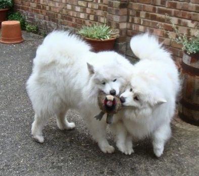 Ένα σοκάκι ανάμεσα σε δύο σπίτια και υπάρχουν παχιά λευκά μαλλιά σκύλου σε όλη την επιφάνεια του σκυροδέματος.