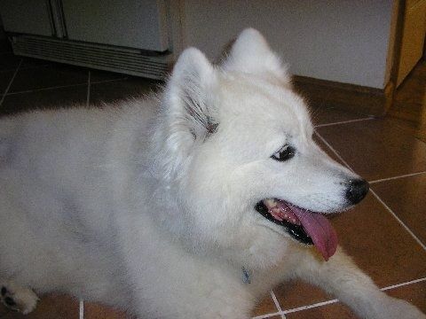 Priekyje matomas storai dengtas, pūkuotas perkeltų ausų baltas šuo su juoda nosimi, juodomis lūpomis ir tamsiomis akimis, gulinčiu ant įdegio kilimo.