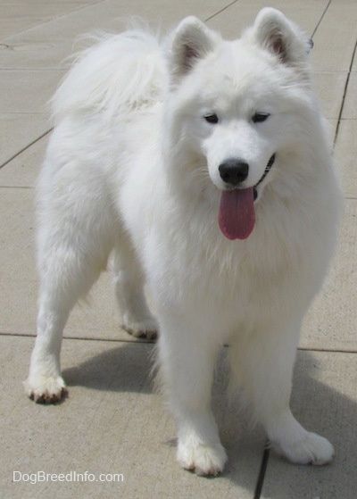 Μπροστινή όψη - Ένας παχύς, λευκός σκύλος Samoyed στέκεται πάνω σε μια συγκεκριμένη επιφάνεια και κοιτάζει μπροστά. Το στόμα του είναι ανοιχτό και η γλώσσα του κρέμεται. Το παλτό του φαίνεται μαλακό και τα αυτιά του είναι μικρά, ανασηκωμένα και στρογγυλεμένα στις άκρες.