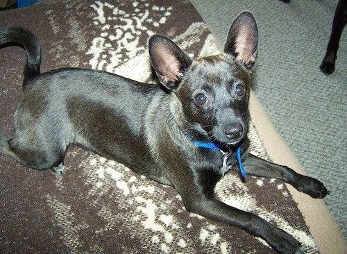 En lille, korthåret, skinnende belagt sort med brun hund med store stikkende ører, brede runde brune øjne og en sort næse, der ligger på et tæppe inde i et hus