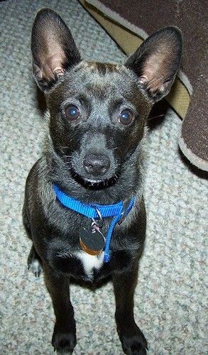 Malý, krátkosrstý čierny pes s hnedou zmiešanou farbou, širokými guľatými hnedými očami, čiernym nosom a veľkými pichacími ušami, na ktorom bol oblečený modrý golier a sedel vo vnútri domu.