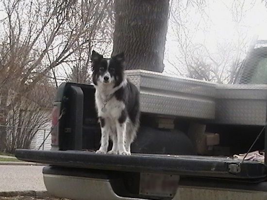 Vidutinio plauko juodas su baltu „Ski-Border“ šunimi, stovinčiu pikapo lovos gale, žvelgiančiu per kraštą. Jis turi smailias ausis.