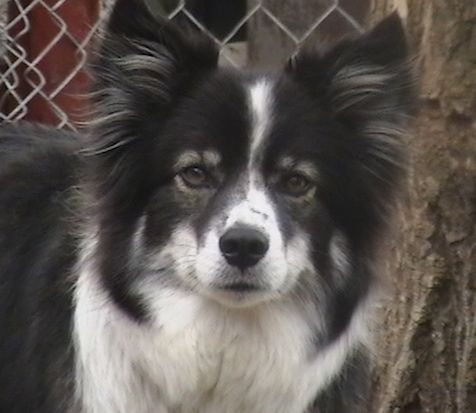 Galvos smūgis iš arti - juodas kraštas, baltas „Ski-Border“ šuo, stovi žolėje ir laukia. Jis turi smailias ausis.