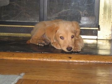 Um filhote de cachorro Basset Retriever marrom está deitado em frente a uma lareira e está olhando para a frente.