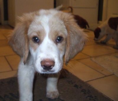 Primo piano - Un cucciolo di Basset Retriever bianco e marrone sta camminando su un tappeto con altri cuccioli dietro di esso.