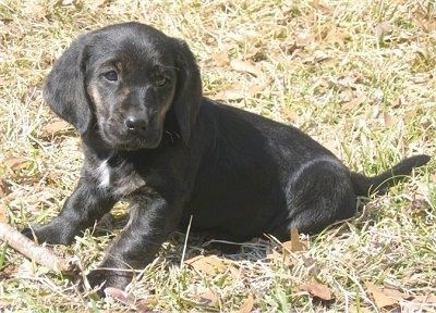 Левая сторона черного щенка бассет-ретривера, который сидит на траве за палкой и смотрит вправо.