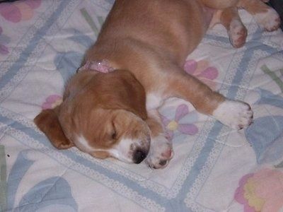 Il lato anteriore sinistro di un cucciolo di Basset Retriever che dorme su una coperta