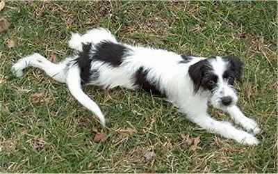 Beagle / Bichon berwarna putih dan hitam terbaring di luar di rumput