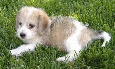 Seekor anak anjing Beagle / Bichon berwarna cokelat dan putih bertelur di rumput yang hampir setinggi itu.