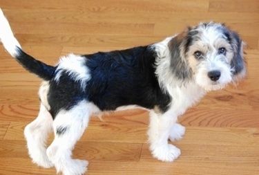 Seekor hitam dan putih dengan anak anjing Beagle / Bichon sedang berdiri di atas lantai kayu keras dan melihat ke kanan