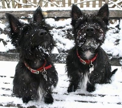 Na zasneženi klopi zunaj sedita dva črna z belimi škotskimi terierji. Psi imajo sneg na obrazu. Psi nosijo rdeče ovratnice.