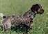 Desni profil - nemški žičnolasi kazalec stoji v travi in ​​gleda v desno.