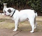 Putih dengan Dorset Olde Tyme Bulldogge berwarna hitam berdiri di teras konkrit dan ia menghadap ke kiri.