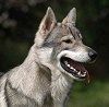 Od blizu - Siv z belim psom Tamaskan ima odprta usta in jezik. Gleda levo.