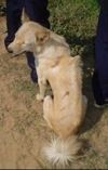Стражњи део тена са белим камбоџанским псом бритвице који седи на тепиху. Испред ње је жбун. Пас гледа улево, отворених уста и језика ван.