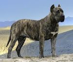 Pes Presa, ki stoji na peščenem terenu