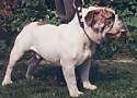 Bulldog Victoria berwarna putih berdiri di rumput dan ia melihat ke kanan. Mulutnya terbuka dan lidah keluar.