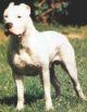 Dogo Argentino putih berdiri di rumput dan ia melihat ke kiri.