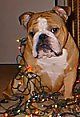 Mantel dengan Bulldog Inggeris putih duduk di lantai kayu keras dan dia ditutup dengan lampu Krismas.