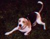 Coonhound Treeing Walker hitam, tan dan putih bermain di rumput di luar. Mulutnya terbuka dan lidah keluar.